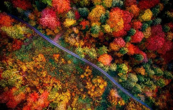 Дорога, осень, лес, кроны, краски осени, вид с высоты