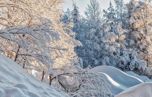 Картинка зима, снег, деревья, природа, ели, сугробы