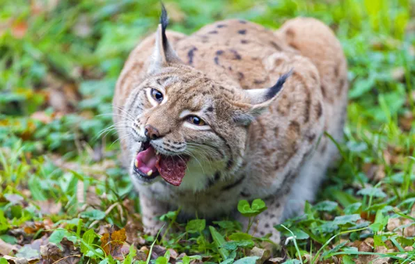 Картинка кошка, хищник, мясо, рысь