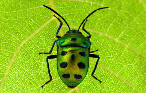 Картинка макро, лист, жук, насекомое, скарабей