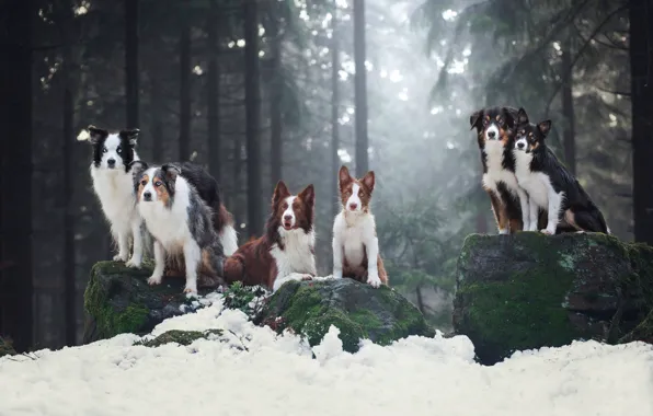 Картинка зима, лес, собаки, взгляд, свет, снег, ветки, поза