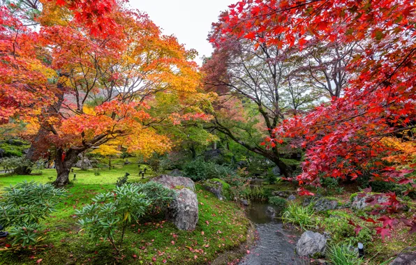 Осень, листья, деревья, парк, colorful, landscape, nature, park