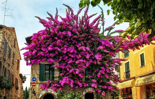 Картинка цветы, природа, здания, дома, Италия, Italy, nature, flowers