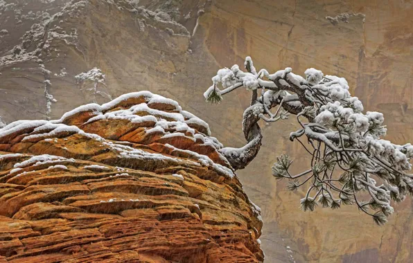 Снег, скала, дерево, Юта, США, Национальный парк Зайон