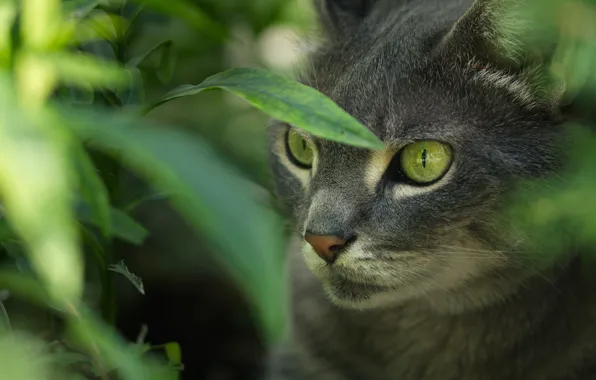 Кошка, кот, взгляд, листья, мордашка, зеленые глаза