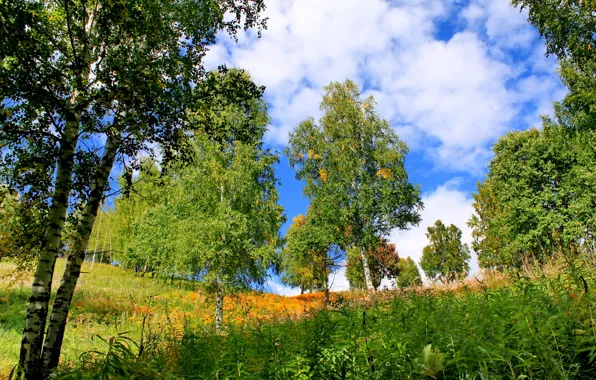 Картинка лето, трава, деревья, природа, фото, березы, Хакасия