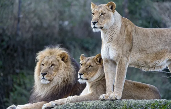 Кошки, лев, семья, львы, львица, ©Tambako The Jaguar