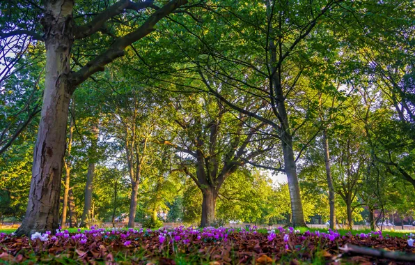 Картинка деревья, цветы, парк, Англия, Лондон, London, England
