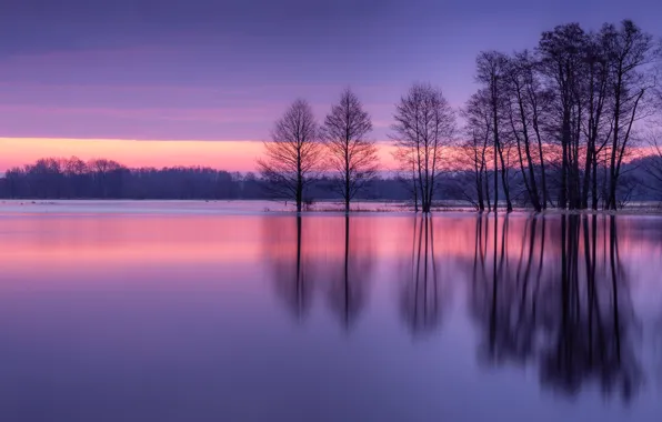 Картинка деревья, закат, отражение, река, Польша, Poland, Narew River, Река Нарев