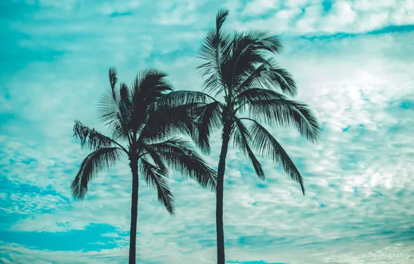 Картинка небо, облака, пальмы, sky, clouds, palm trees