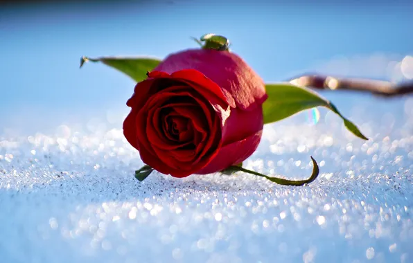 Картинка зима, снег, роза