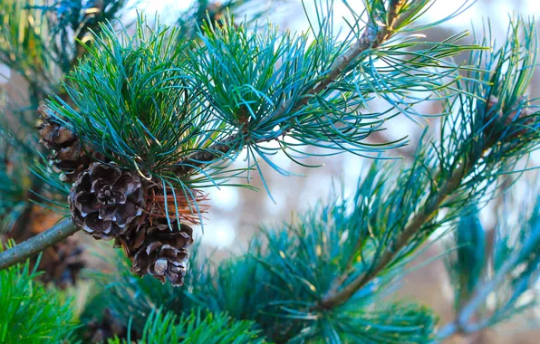 Pine, twig, cone