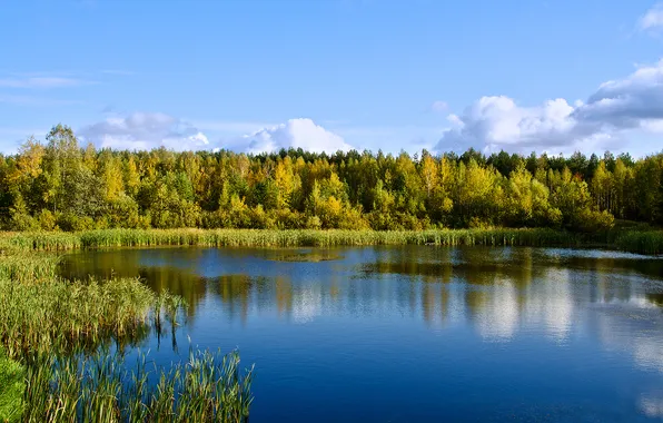 Картинка лес, Озеро, водоём, отражение в воде
