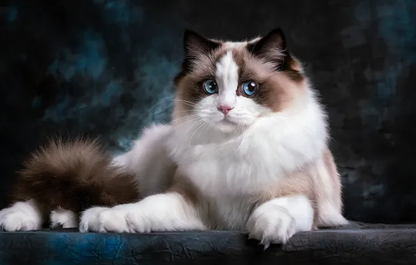 Кошка, взгляд, котенок, лежит, голубые глаза, фотоарт, подросток, рэгдолл