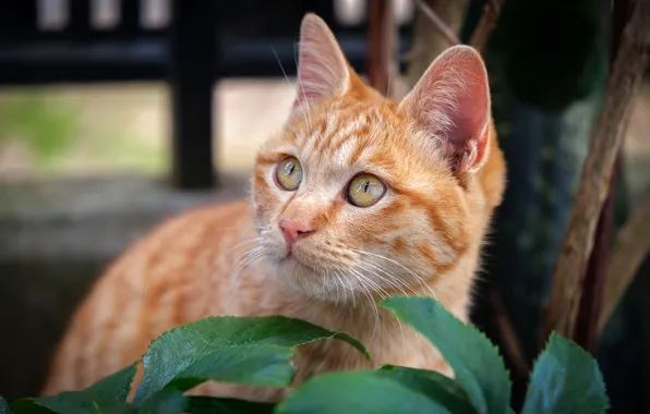 Кошка, взгляд, поза, котенок, мордашка