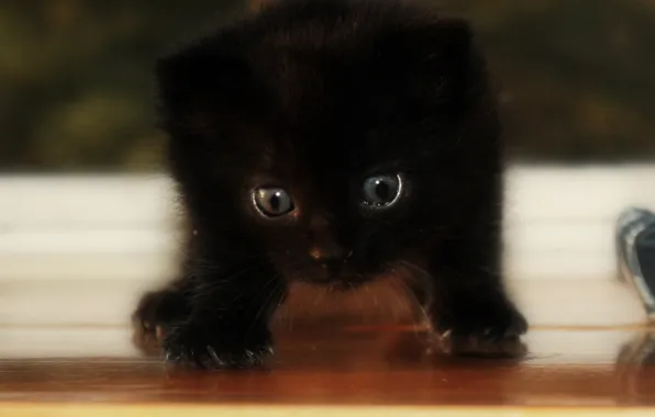 Картинка кот, свет, котенок, черный, тень