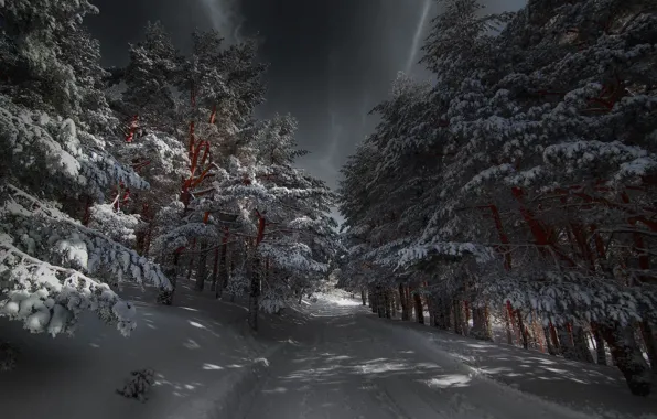 Картинка зима, лес, ночь