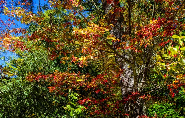 Листья, деревья, Осень, colorful, trees, autumn, leaves