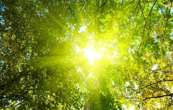 Картинка лес, солнце, лучи, свет, деревья, природа, парк, утро