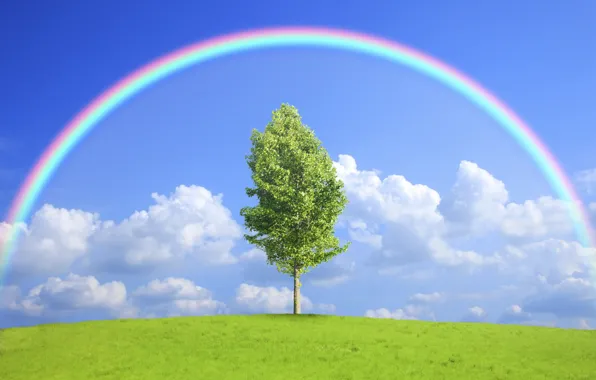 Поле, природа, дерево, радуга, rainbow, field, nature, tree