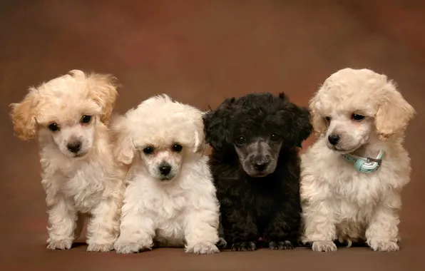Картинка animals, dog, puppies, poodle