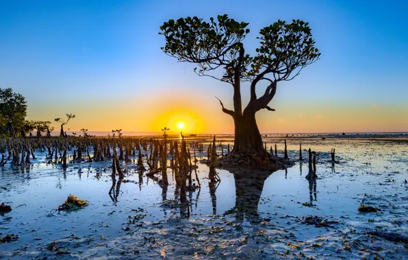 Вода, солнце, деревья, закат, природа, отражение, дерево, рассвет