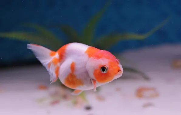 Картинка Aquarium, cute, pet, domestic, Goldfish, freshwater, Lion Head