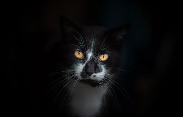 Кошка, глаза, кот, усы, взгляд, морда, темный фон, фон