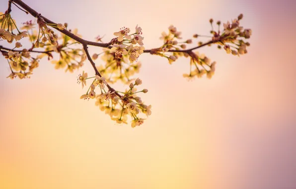 Весна, Цветок, Растение, Ветка, Растения, Flower, Flowers, Color