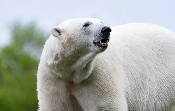Медведь, белый медведь, полярный медведь