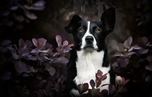 Природа, друг, собака