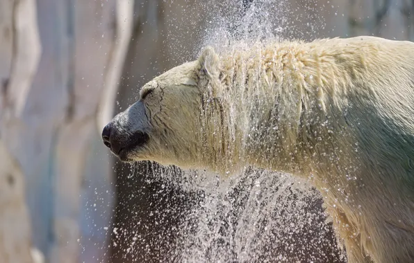 Брызги, мокрый, профиль, белый медведь, полярный, ©Tambako The Jaguar