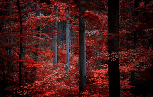 Картинка осень, лес, листья, деревья, природа, красные, бордовые, багровые