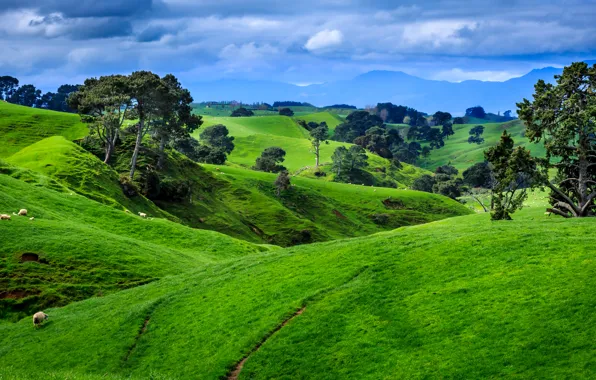 Картинка облака, деревья, горы, поля, Новая Зеландия, пастбища