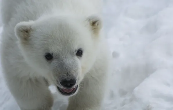 Картинка bear, puppy, nature, eyes, snow, animal, fur, ears