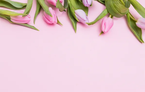 Картинка цветы, тюльпаны, розовые, fresh, pink, flowers, tulips, spring