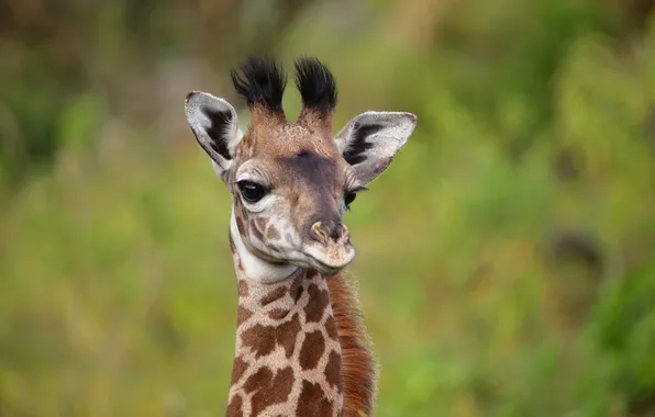 Giraffe, african, animal skin, cute animal, adorable animal, animal print