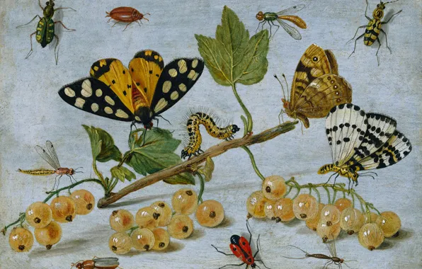 Картинка гусеница, ягоды, бабочка, масло, картина, натюрморт, смородина, Ян ван Кессель старший