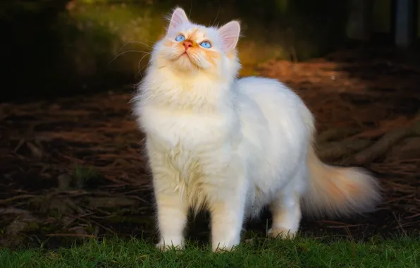 Кошка, трава, кот, взгляд, свет, поза, котенок, портрет