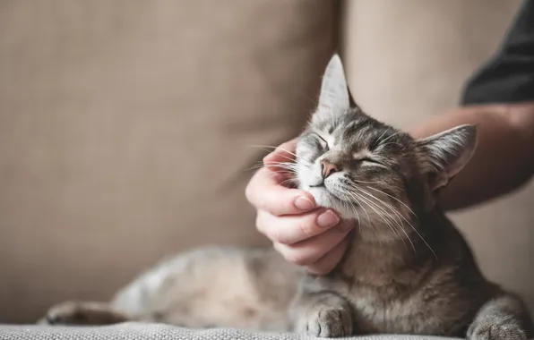 Кошка, кот, поза, серый, рука, лежит, пальцы, ласка