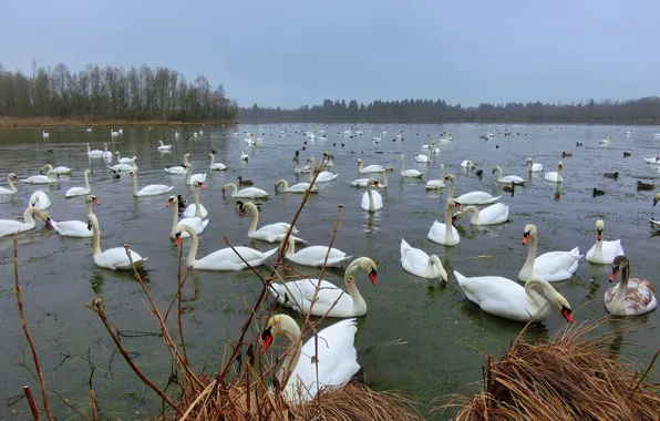 Лебеди, водоем, много