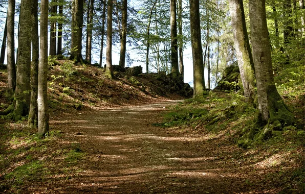 Картинка лес, небо, деревья, пейзаж, природа, растения, forest, sky