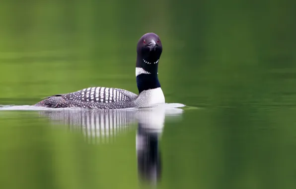 Вода, озеро, water, lake, красный глаз, длинная шея, гагара, red eye