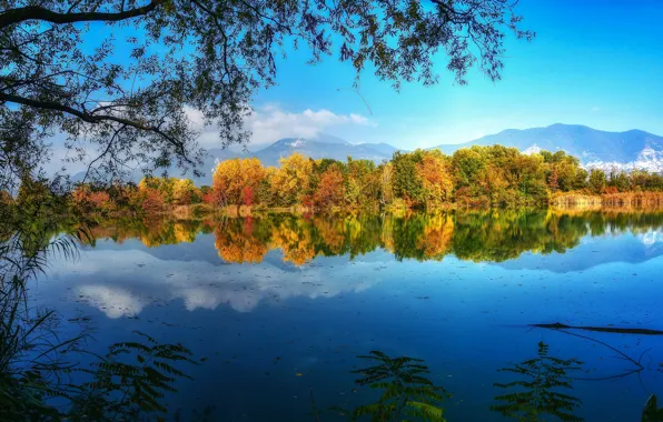 Картинка осень, деревья, ветки, озеро, отражение