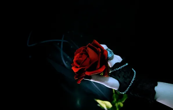 Роза, рука, черный фон