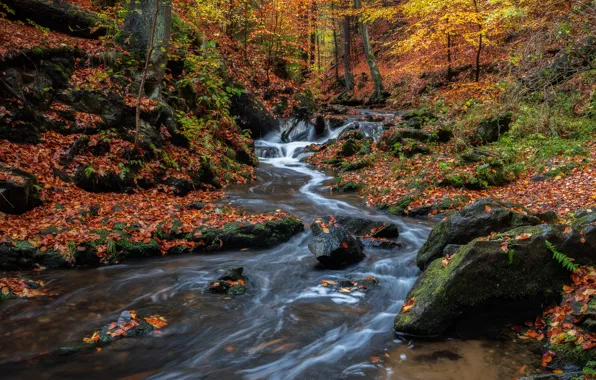 Осень, лес, ручей, камни, водопад, Германия, речка, каскад