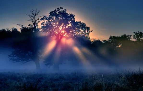 Картинка солнце, лучи, деревья, природа, утренний туман
