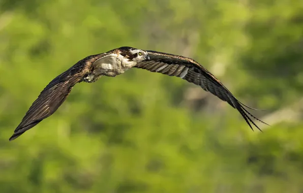 Природа, птица, Osprey