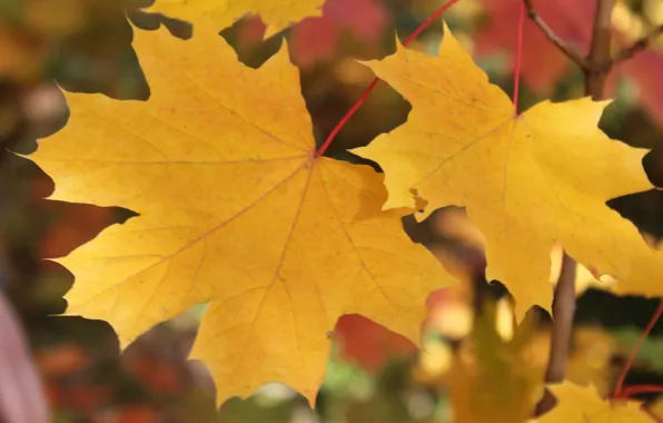 Осень, листья, желтые листья, клен, кленовые листья, золотая осень