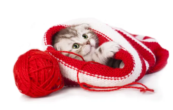 Кошка, взгляд, красный, клубок, поза, котенок, шапка, малыш